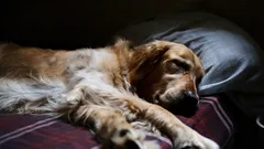 Hunden ensam hemma: hundtränaren ger råd om hur du lär den att klara separationen