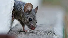 Så blir du av med möss utan ansträngning – den här doften får gnagarna att fly