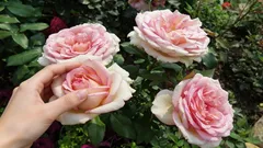 Rosor blommar med stora, frodiga knoppar: trädgårdsmästaren delar sitt gödselrecept