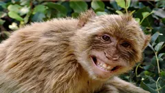 8 av planetens smartaste primater som utmanar människan