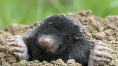 Så blir du av med mullvadar utan fällor och kemikalier – den bästa metoden