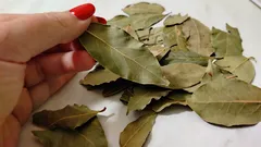 Så här hjälper lagerblad dig att föryngras: effekten märks redan efter ett par dagar