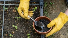 Så använder du kaffesump i köksträdgården: ett enkelt och effektivt gödningsmedel