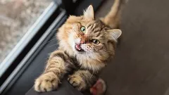 Det går inte att uttrycka med ord: kattens beröring av människan