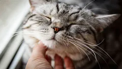 Spinner alla katter? Experter har kommit fram till en oväntad slutsats